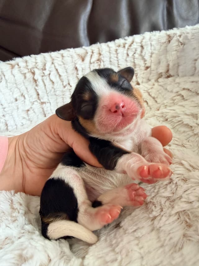 Cavalier King Charles Spaniel Puppies media 11