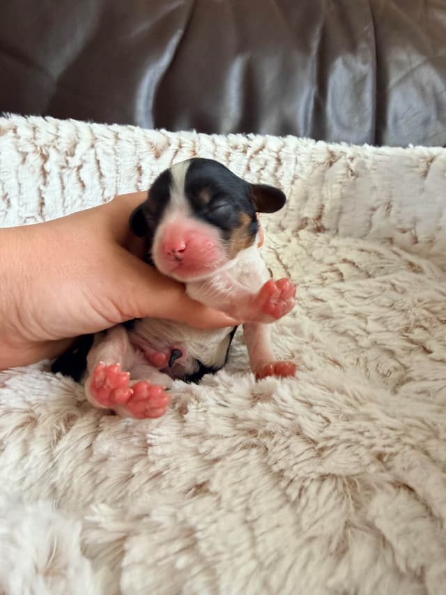 Cavalier King Charles Spaniel Puppies media 13