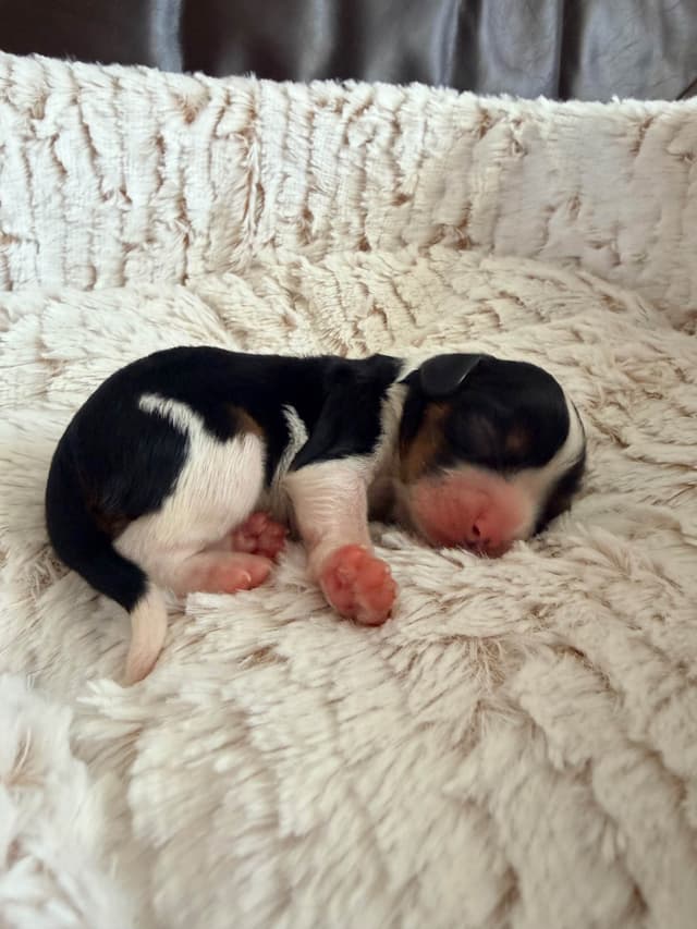 Cavalier King Charles Spaniel Puppies media 12