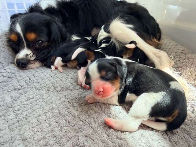 Cavalier King Charles Spaniel Puppies media 15