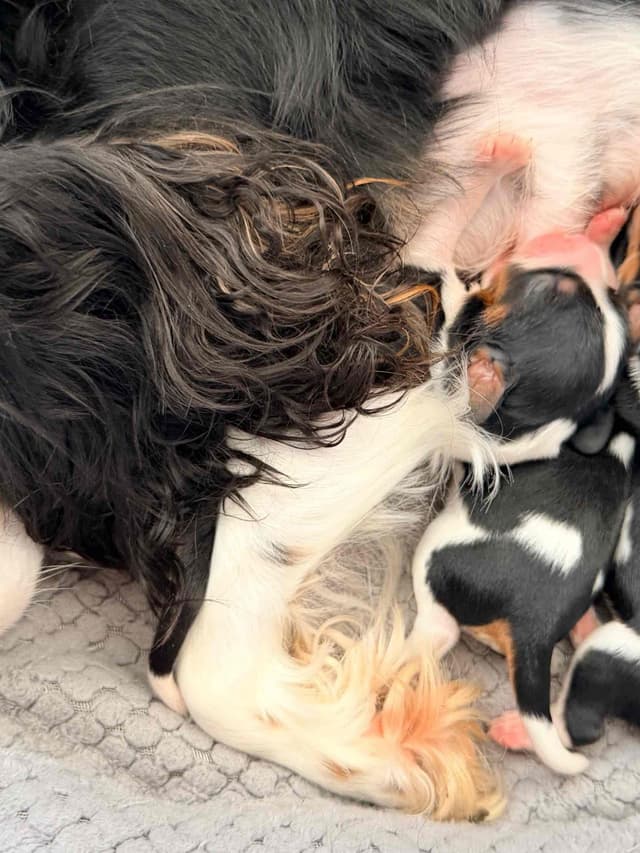 Cavalier King Charles Spaniel Puppies media 14