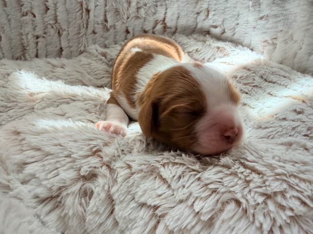 Chocolate Cavalier King Charles Spaniel Puppies media 3