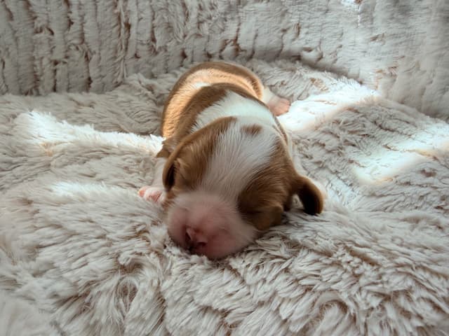 Chocolate Cavalier King Charles Spaniel Puppies media 4