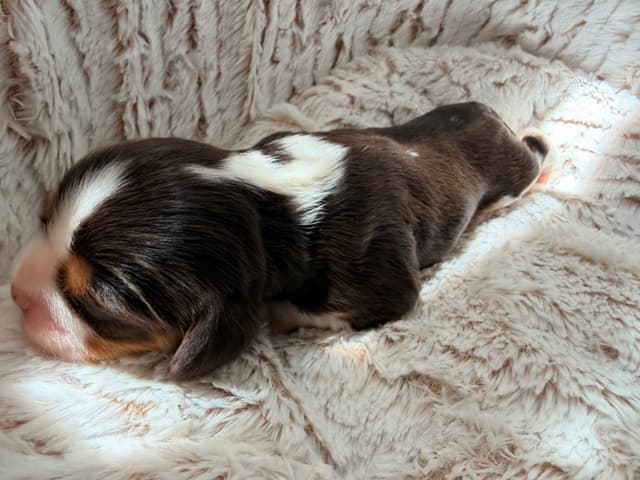 Chocolate Cavalier King Charles Spaniel Puppies media 5
