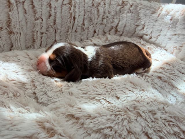 Chocolate Cavalier King Charles Spaniel Puppies media 7