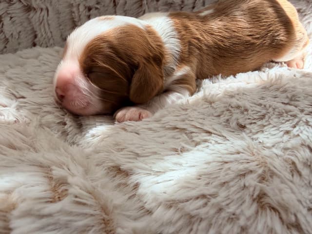 Chocolate Cavalier King Charles Spaniel Puppies media 6