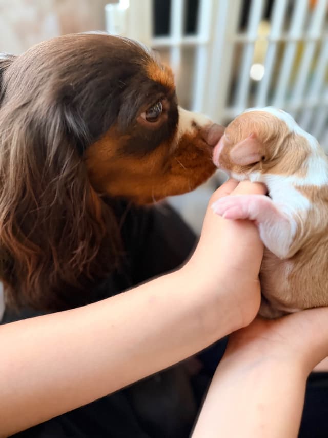 Chocolate Cavalier King Charles Spaniel Puppies media 8