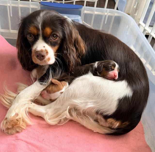 Chocolate Cavalier King Charles Spaniel Puppies media 9