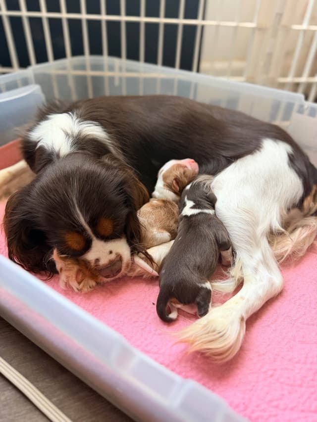 Chocolate Cavalier King Charles Spaniel Puppies media 10