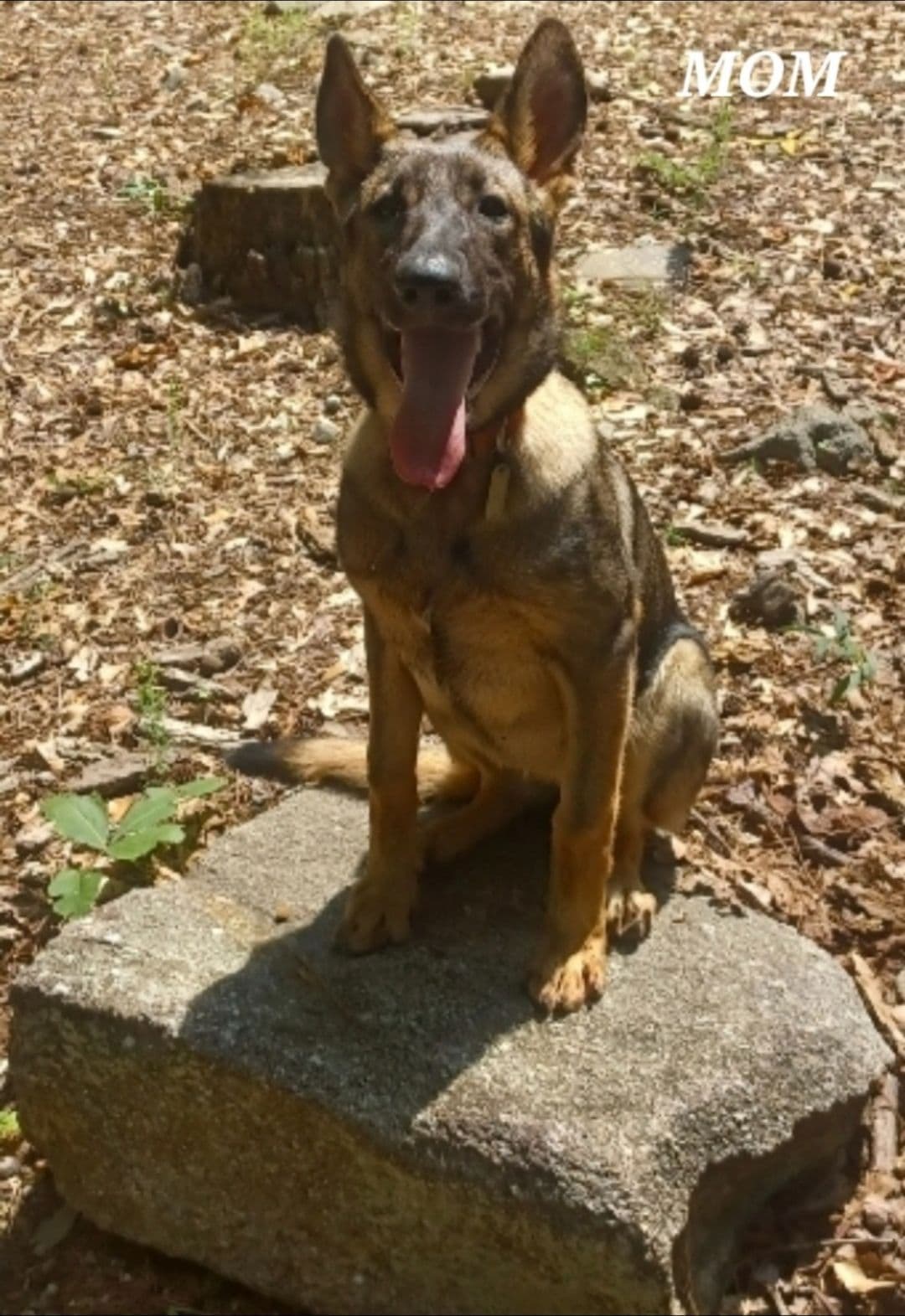 German Shepherd Dog Puppies breeder image 1
