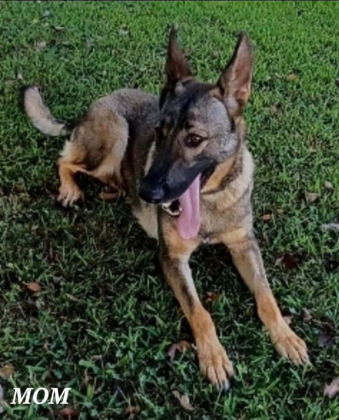 German Shepherd Dog Puppies breeder image 2