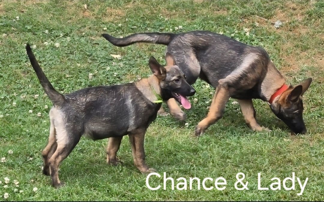 German Shepherd Dog Puppies breeder image 6