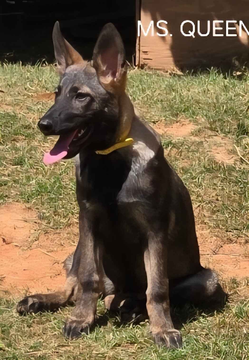 German Shepherd Dog Puppies breeder image 8