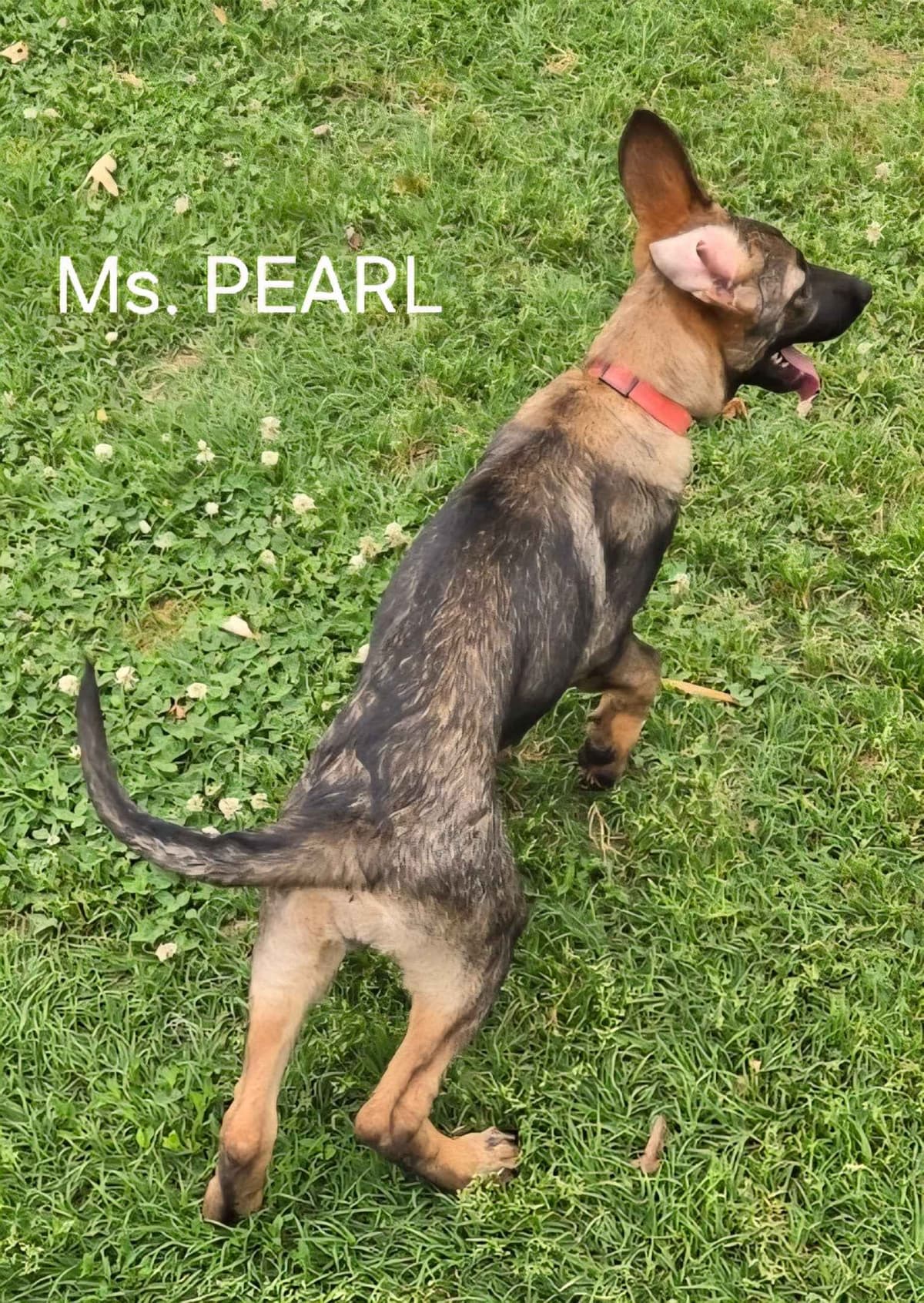 German Shepherd Dog Puppies breeder image 10