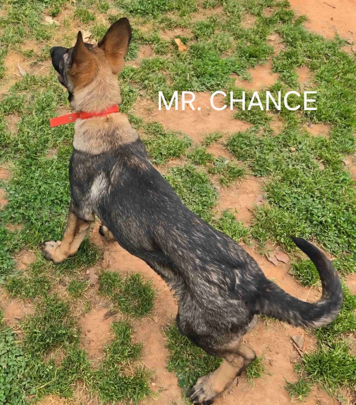 German Shepherd Dog Puppies breeder image 12