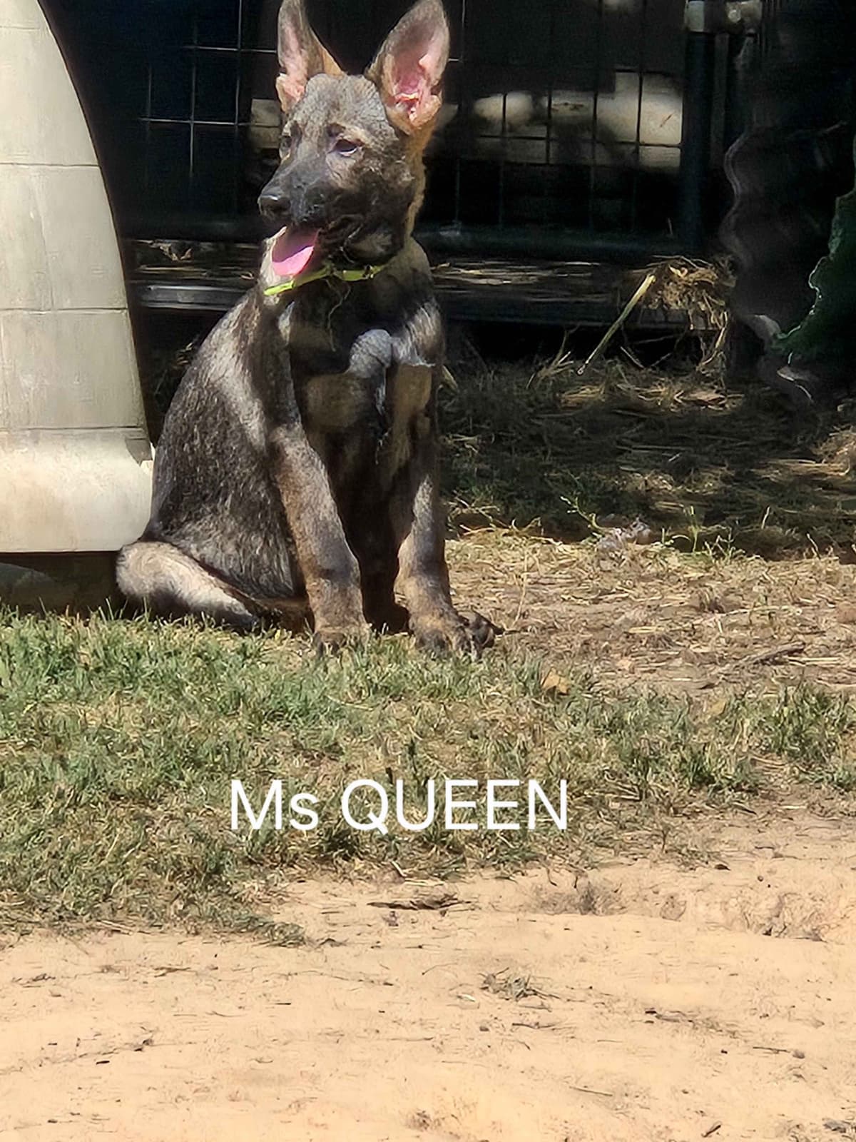 German Shepherd Dog Puppies breeder image 19