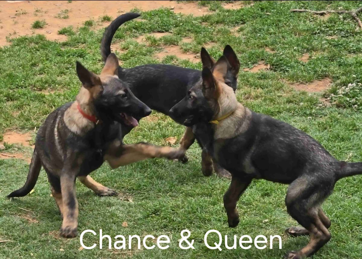German Shepherd Dog Puppies breeder image 22
