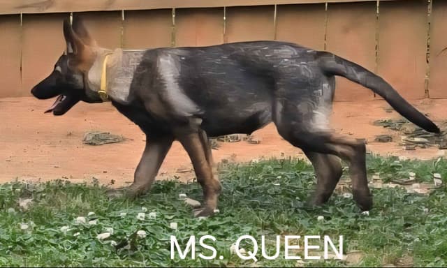 German Shepherd Dog Puppies media 2