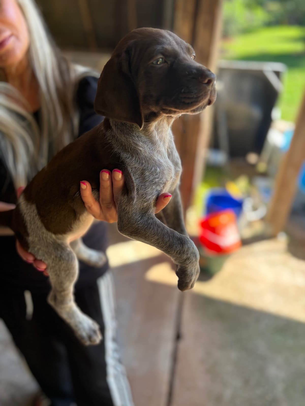 German Shorthaired Pointer Puppies breeder image 1