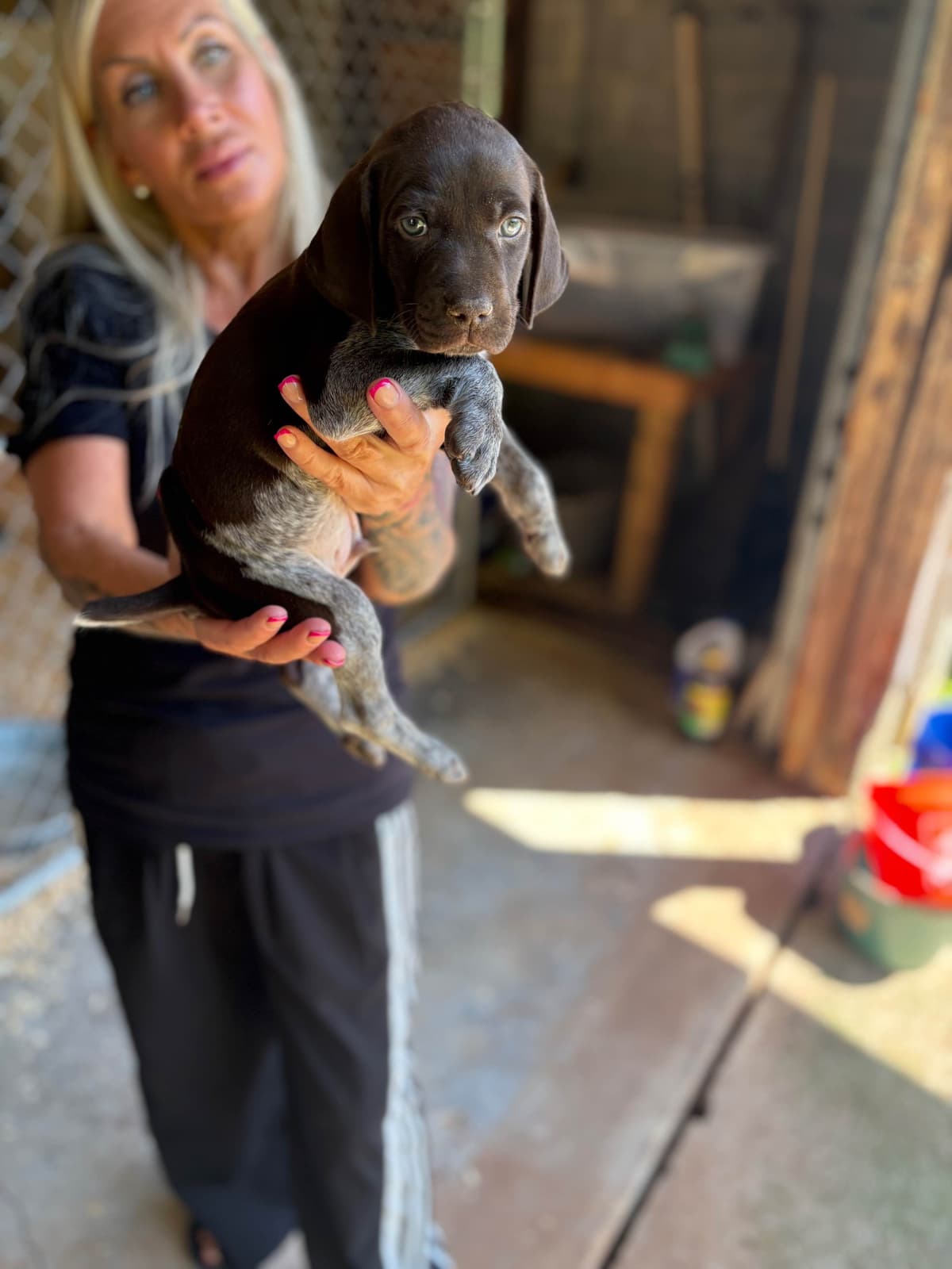 German Shorthaired Pointer Puppies breeder image 2