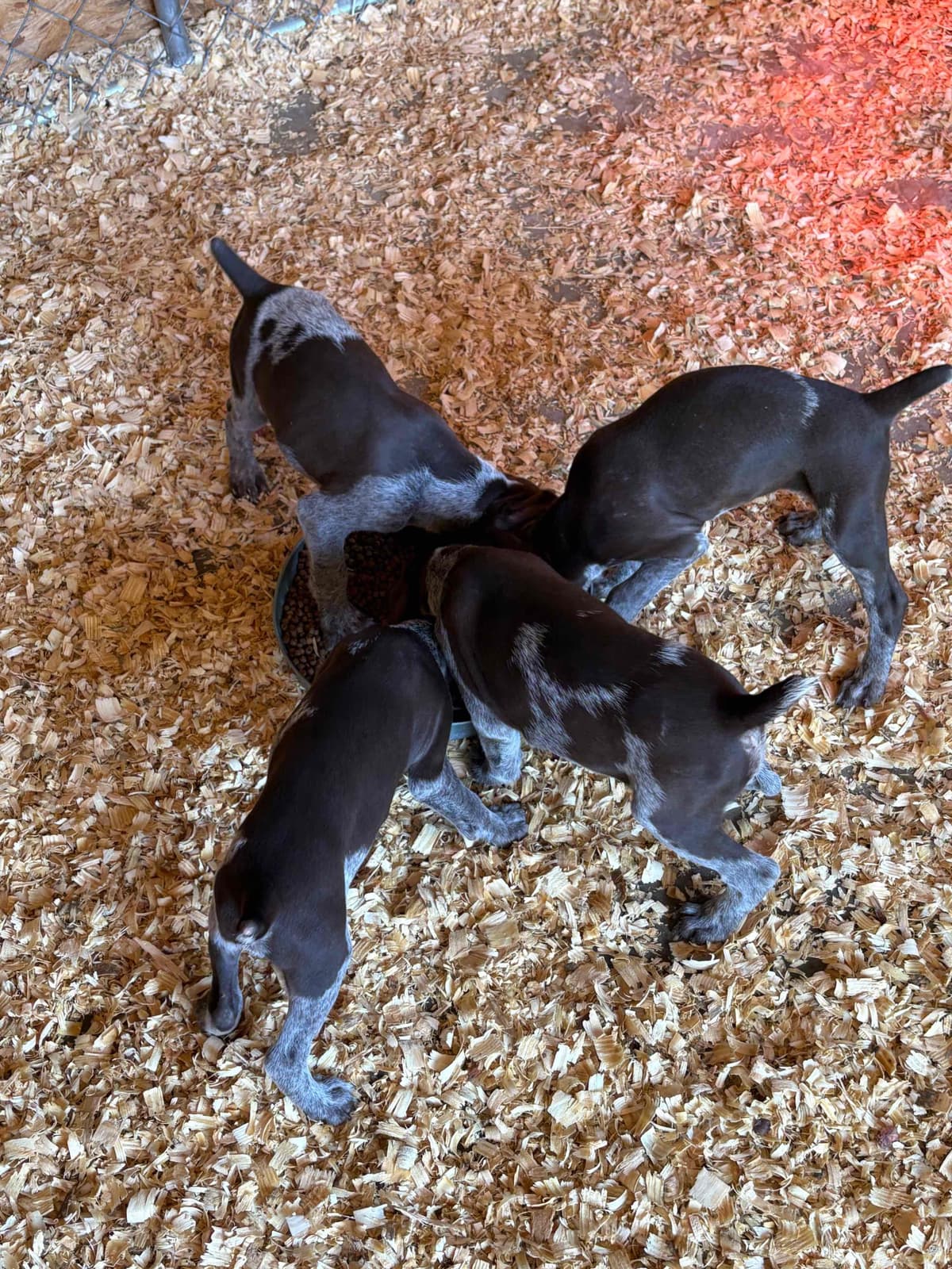 German Shorthaired Pointer Puppies breeder image 4