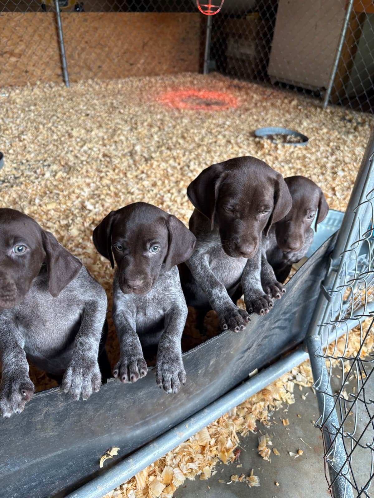 German Shorthaired Pointer Puppies breeder image 3
