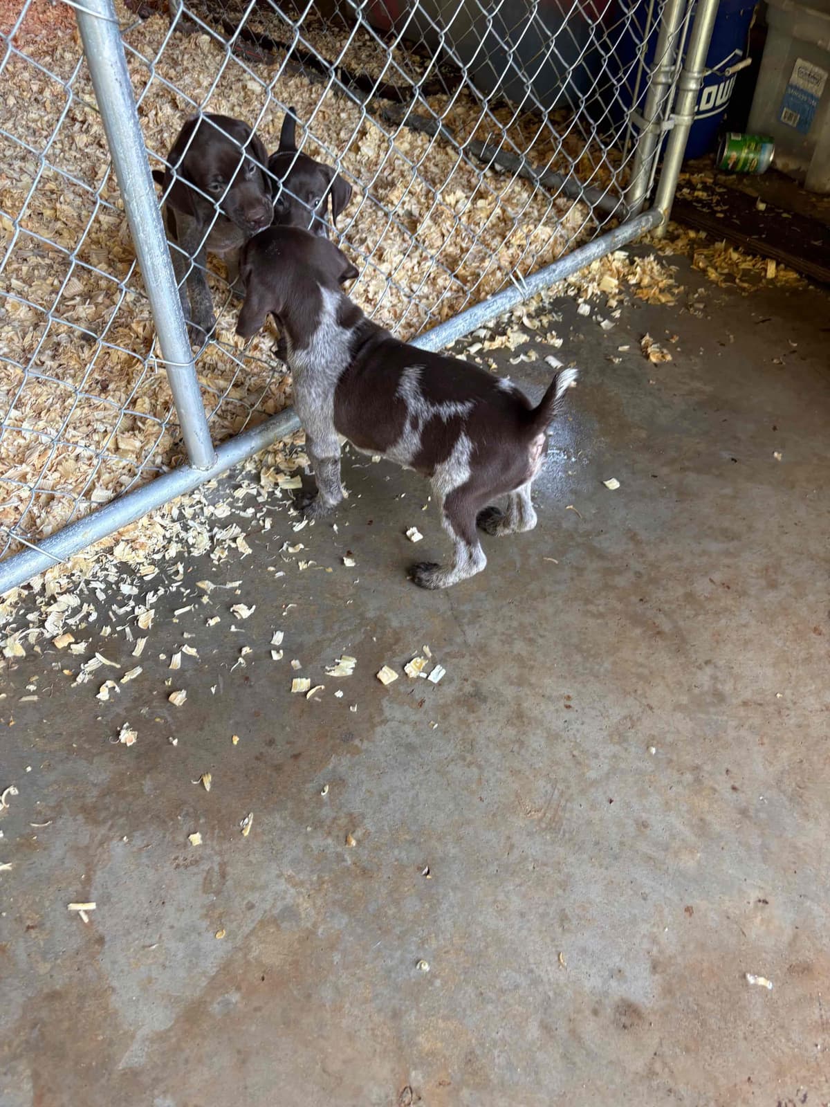 German Shorthaired Pointer Puppies breeder image 5