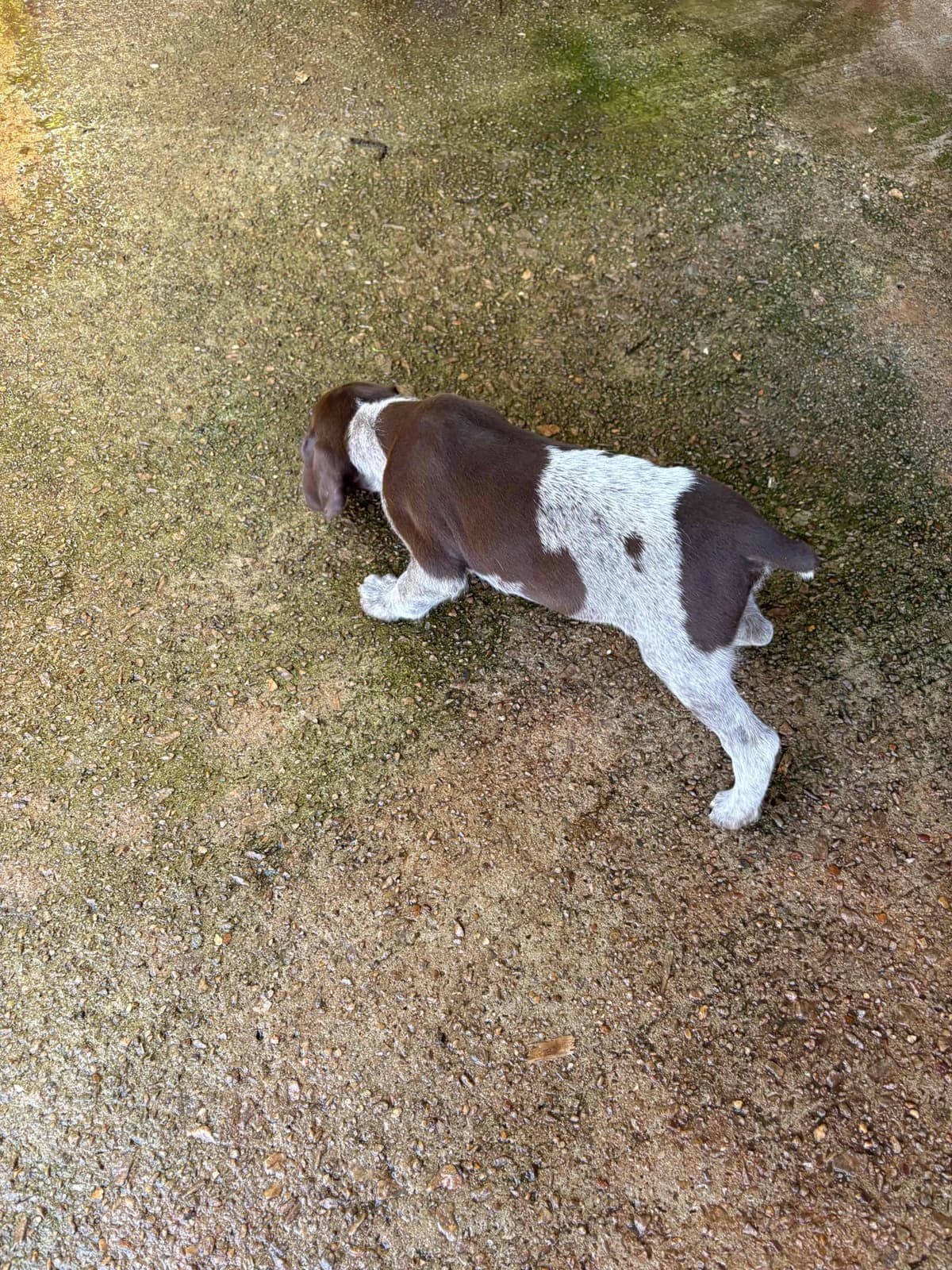 German Shorthaired Pointer Puppies breeder image 6