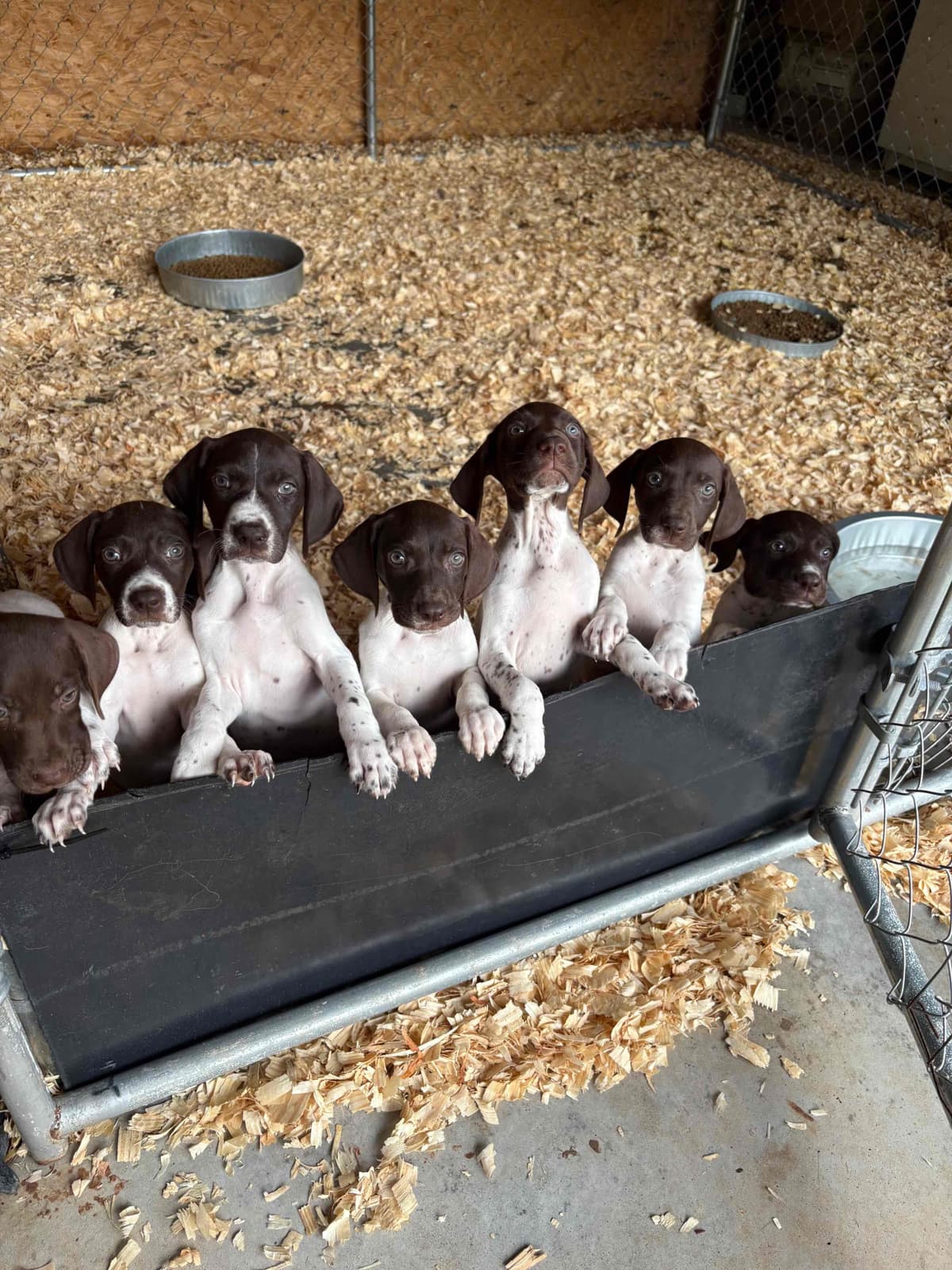 German Shorthaired Pointer Puppies breeder image 8