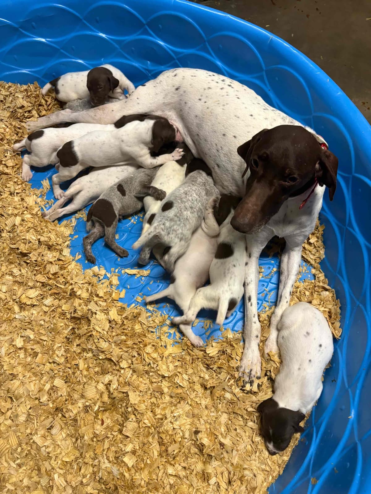 German Shorthaired Pointer Puppies breeder image 7