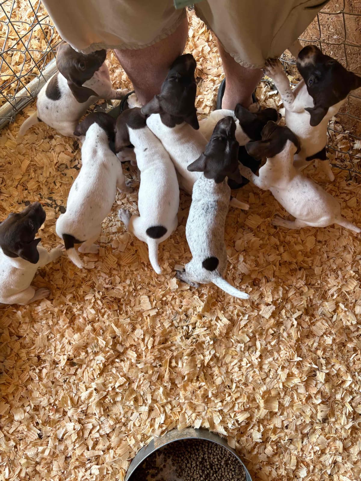 German Shorthaired Pointer Puppies breeder image 9
