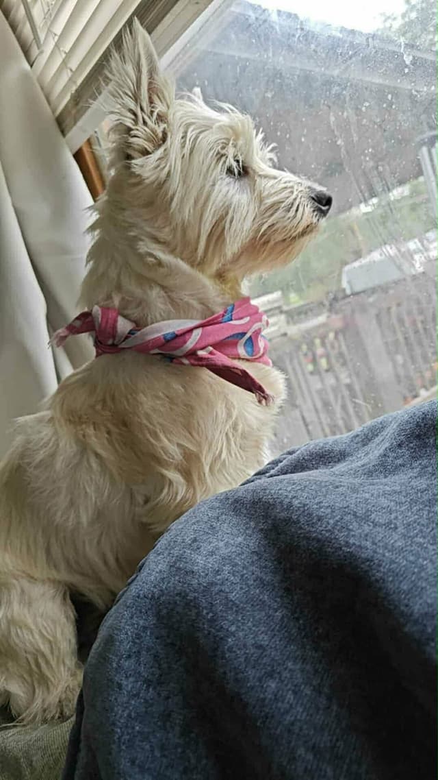 West Highland White Terrier Puppies media 3