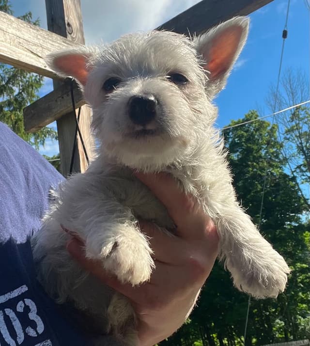 West Highland White Terrier Puppies media 2