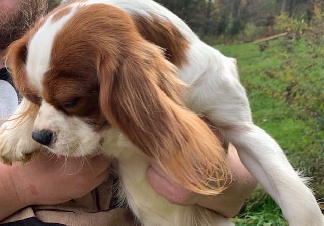 Cavalier King Charles Spaniel Puppies media 2