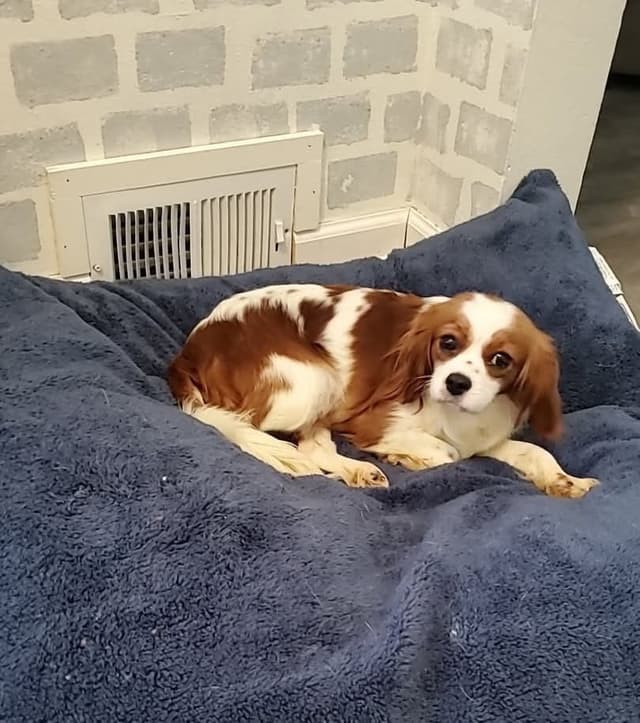 Cavalier King Charles Spaniel Puppies media 3