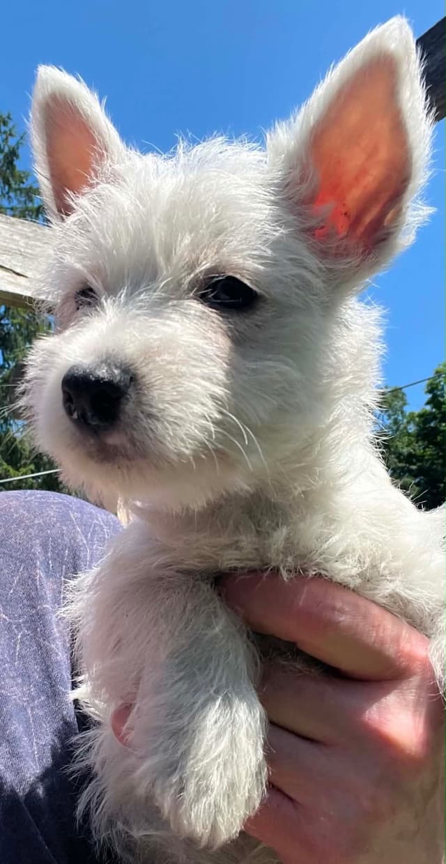 West Highland White Terrier Puppies media 4