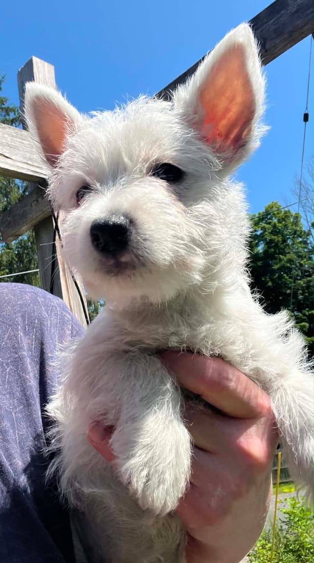 West Highland White Terrier Puppies media 5