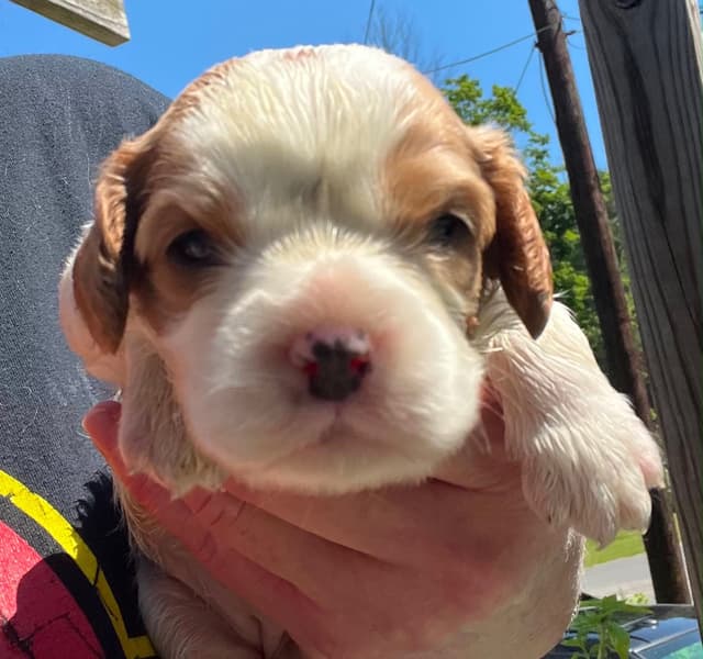 Cavalier King Charles Spaniel Puppies media 4