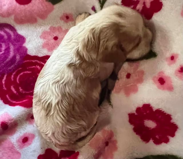 Cavalier King Charles Spaniel Puppies media 5