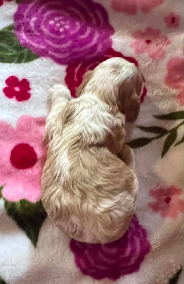 Cavalier King Charles Spaniel Puppies media 6