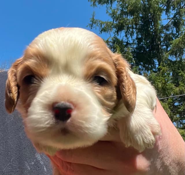 Cavalier King Charles Spaniel Puppies media 7