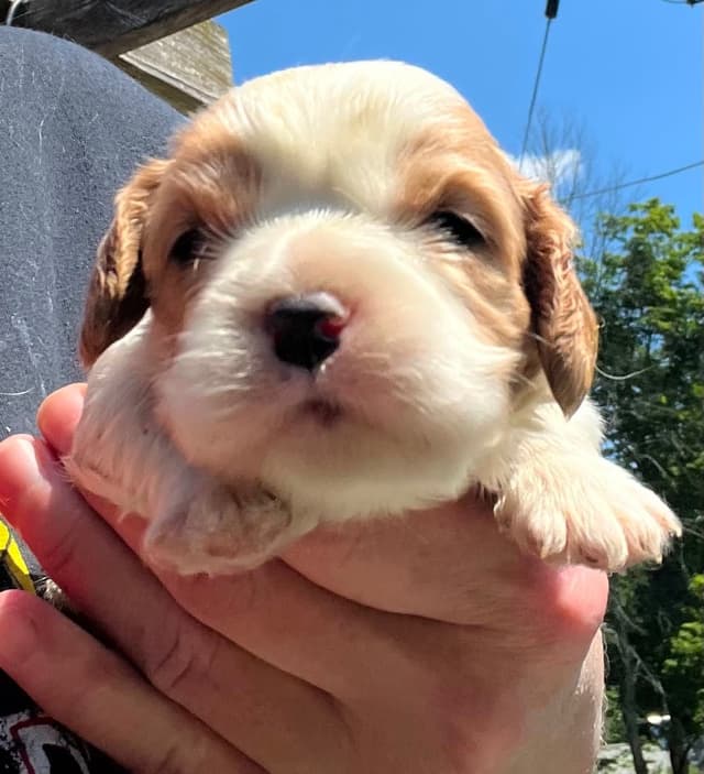 Cavalier King Charles Spaniel Puppies media 8
