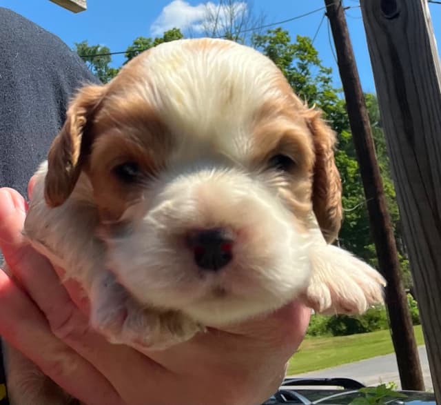 Cavalier King Charles Spaniel Puppies media 9