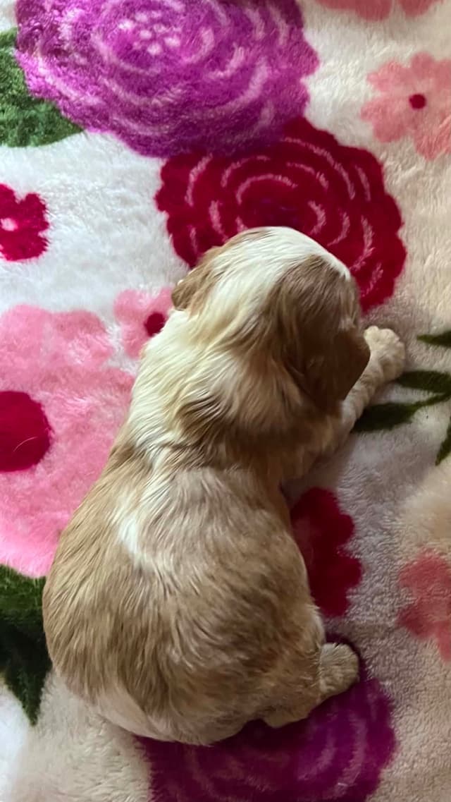 Cavalier King Charles Spaniel Puppies media 10