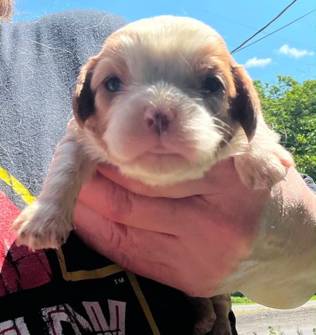 Cavalier King Charles Spaniel Puppies media 11