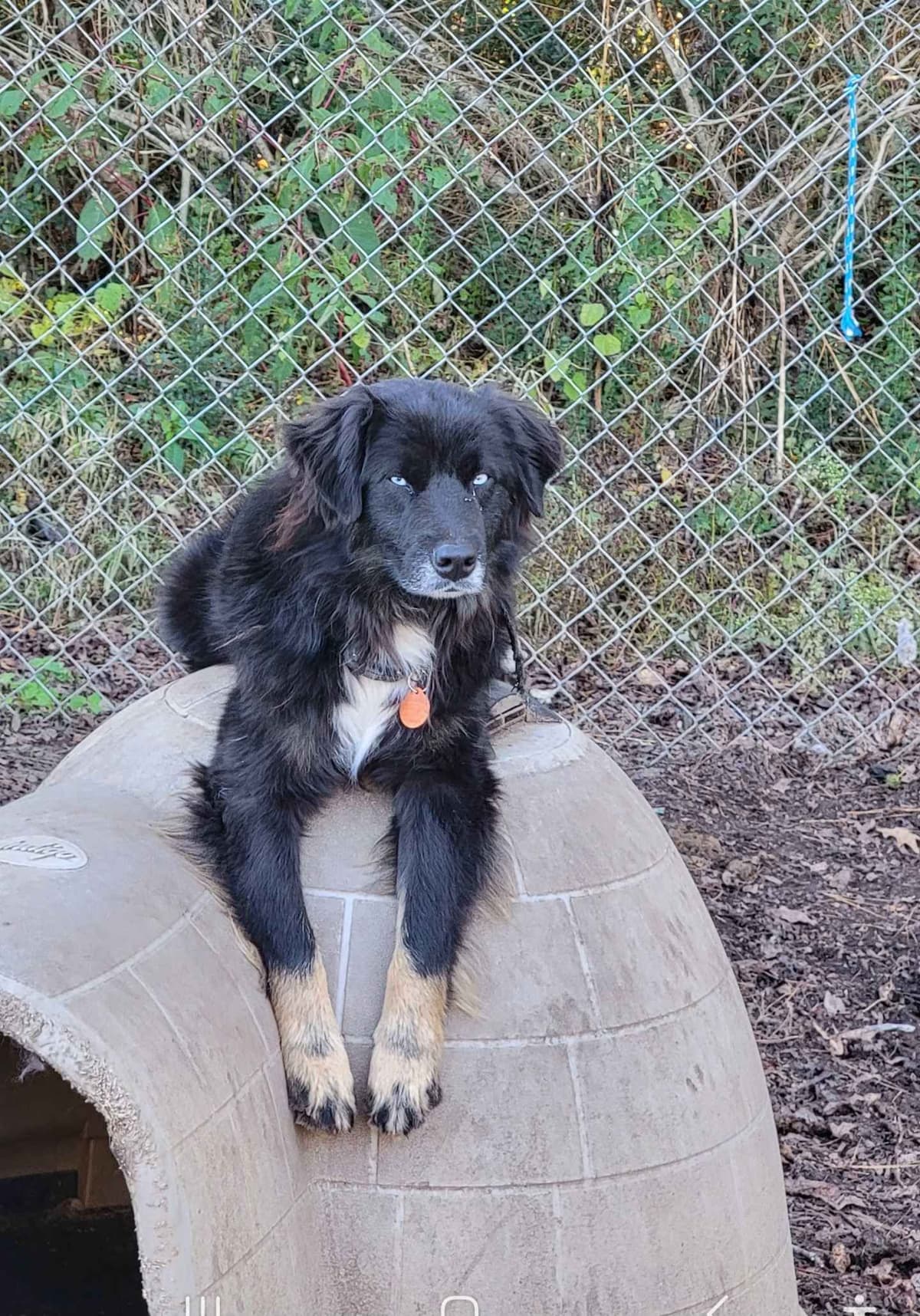 Australian Shepherd Puppies breeder image 8