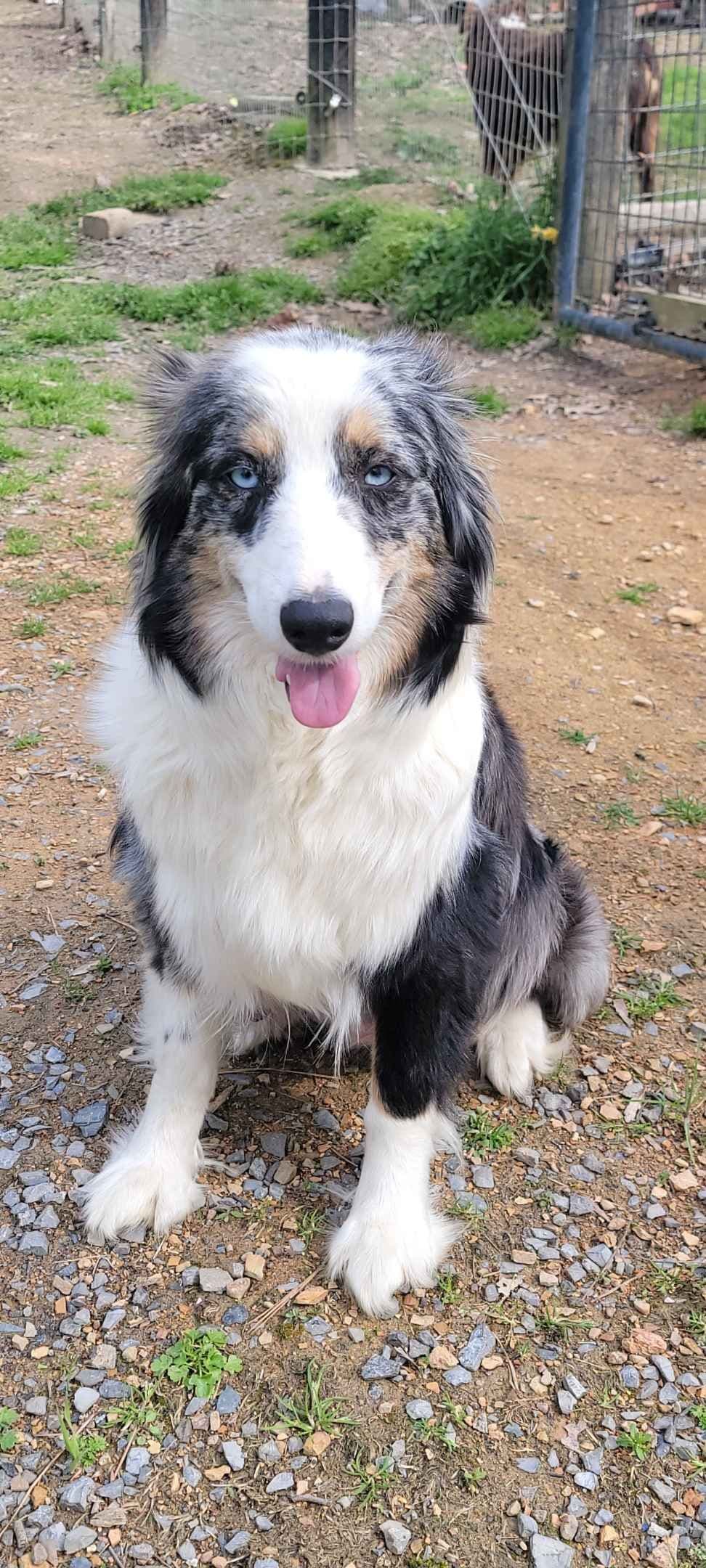 Australian Shepherd Puppies breeder image 9
