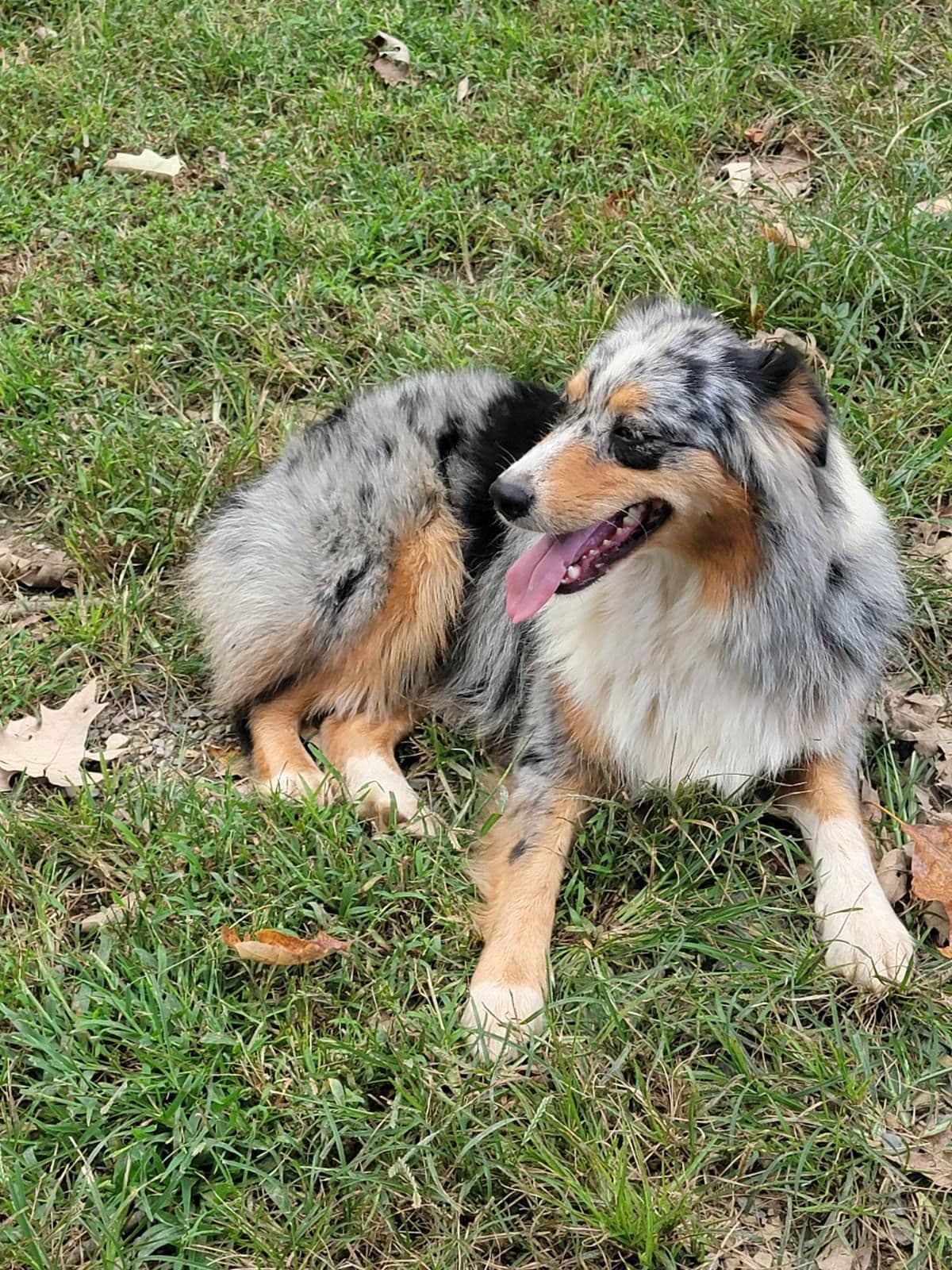 Australian Shepherd Puppies breeder image 1
