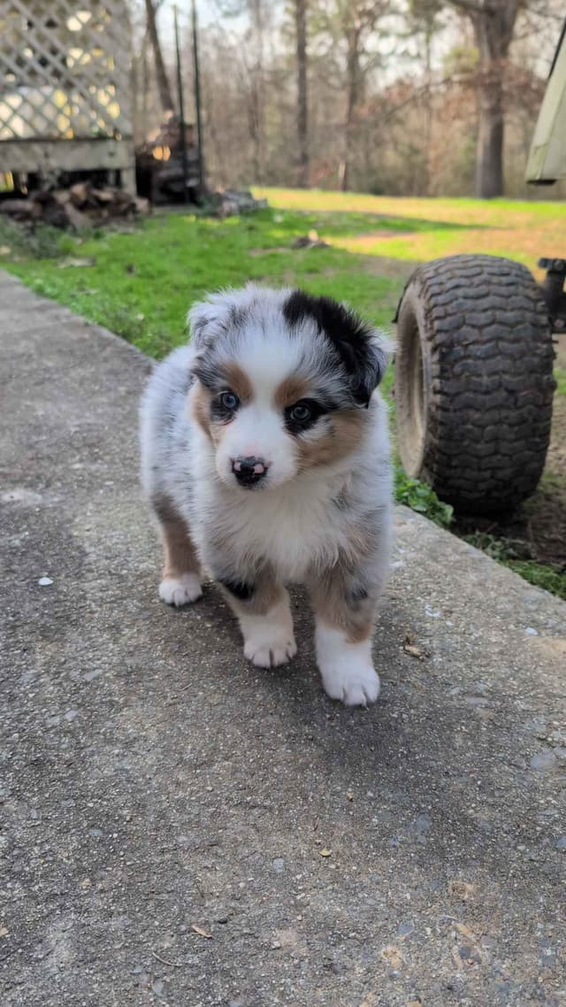 Australian Shepherd Puppies media 2