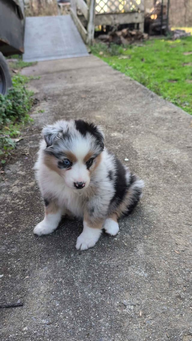 Australian Shepherd Puppies media 4